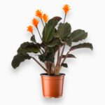 Купить Калатея Кроката ⌀14 ↑40 см