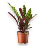 Купить Калатея Лансифолия