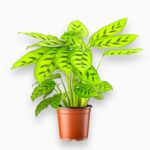 Купить Калатея Леопардина ⌀12 ↑35 см