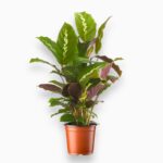 Купить Калатея Мауи Куин ⌀12 ↑40 см