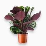 Купить Калатея Медальон