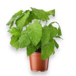 Купить Калатея Нетворк Мозаичная ⌀12 ↑35 см