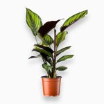 Купить Калатея Пинстрайп ⌀12 ↑35 см