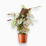 Купить Калатея Вайт Стар ⌀12 ↑35 см