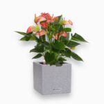 Кашпо с автополивом Lechuza CANTO Stone 14