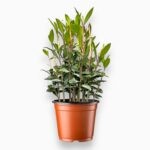 Купить Лавр Нобилис «Лавровое Дерево»