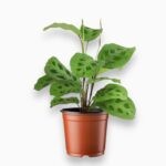 Маранта Кершовеана