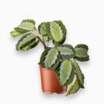 Маранта Сильвер Бэнд