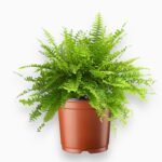 Нефролепис Соната