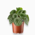 Пеперомия Аргиреа «Арбуз»