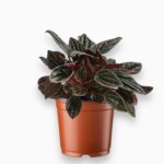 Пеперомия Бразилия