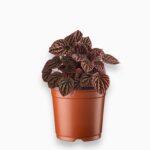 Пеперомия Луна Ред