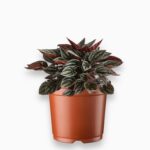 Пеперомия Мендоза