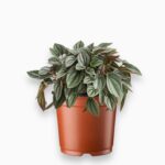 Пеперомия Наполи Найти