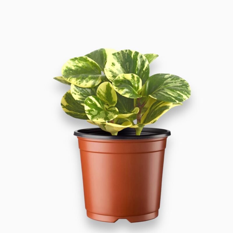 Пеперомия Обустифолия Вариегата