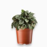 Пеперомия Пикколо Банда