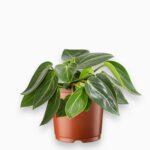 Пеперомия Саркофилла