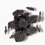 Пеперомия Ред Луна ⌀12 ↑15 см — изображение 2