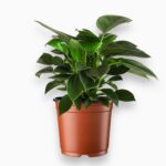 филодендрон грин принцесс купить, philodendron green princess, филодендрон компактный, зелёный филодендрон, кустовой филодендрон, комнатные растения, неприхотливые растения, растение на стол