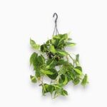 Филодендрон Сканденс Бразил подвесной