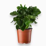 Филодендрон Супер Атом