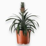 Ананас в горшке