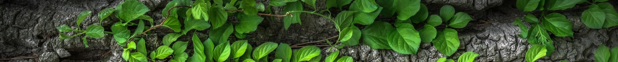 Подвесные растения