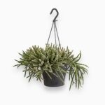 Рипсалис ⌀17 ↑30 см