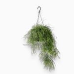 Рипсалис Бацифера