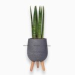 Купить Сансевиерия Цилидрика в керамическом кашпо