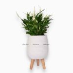 Купить Спатифиллум в керамическом кашпо