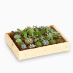 Суккуленты