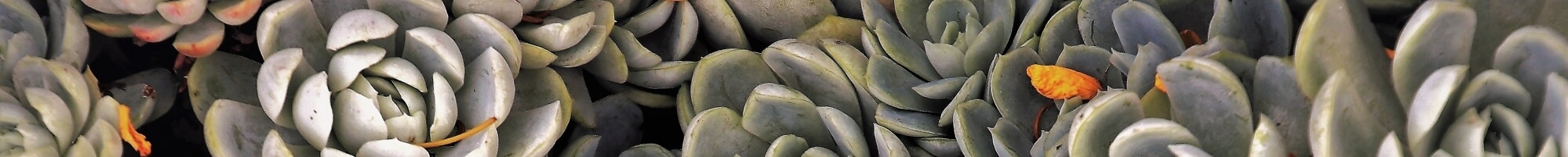 Суккуленты