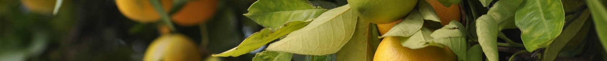 Плодовые растения