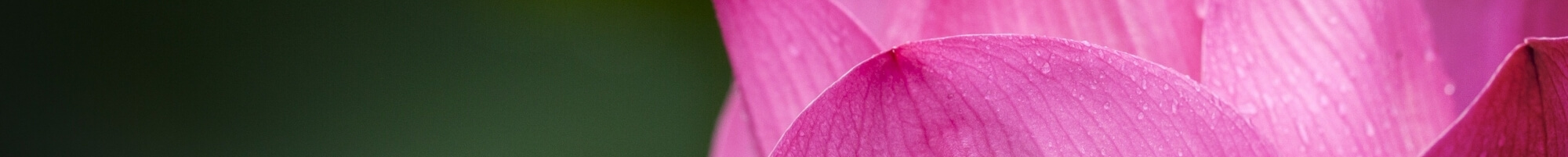 Цветущие растения