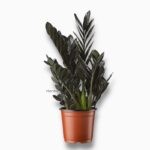 Замиокулькас Равен