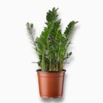 Купить Замиокулькас Замифолия