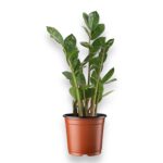 Купить Замиокулькас Замифолия ⌀12 ↑35 см