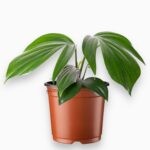 эпипремнум драгон тэйл купить, Epipremnum Dragon Tail, эпипремнум редкий, декоративно-лиственное растение, эпипремнум уход, вьющиеся комнатные растения, вертикальное озеленение, растение для интерьера