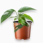 Эпипремнум Блю Форм