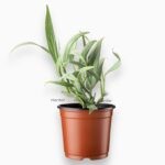 Эпипремнум Амплисимум Сильвер Страйп