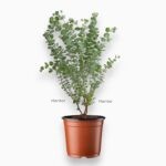 Купить Эвкалипт Гунни