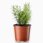 Rozmarin v gorshke