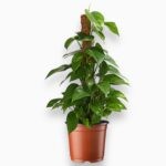 Купить Эпипремнум Пиннатум Ауреум на опоре