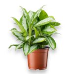 аглаонема даймонд бэй купить, aglaonema diamond bay, декоративнолистное растение, комнатные растения, аглаонема уход, неприхотливое растение, растение с серебристыми листьями