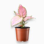 Аглаонема Ред Циркон купить, Aglaonema Red Zircon, аглаонема с красными листьями, неприхотливое комнатное растение, декоративно-лиственное растение для дома