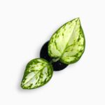 Купить Аглаонема Сноуфлэйк ⌀6 ↑15 см