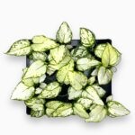 Аглаонема Сноуфлэйк ⌀6 ↑15 см — изображение 2