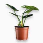 алоказия синуата купить, Alocasia sinuata, алоказия драконья кожа, редкая алоказия, декоративно-лиственное растение, компактная алоказия, уход за алоказией, комнатное растение в горшке