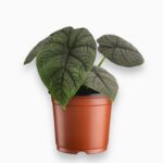 Алоказия Мело купить, Alocasia Melo, алоказия с рельефными листьями, декоративное комнатное растение, алоказия серо-зелёная, редкие алоказии